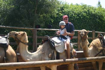 on camel